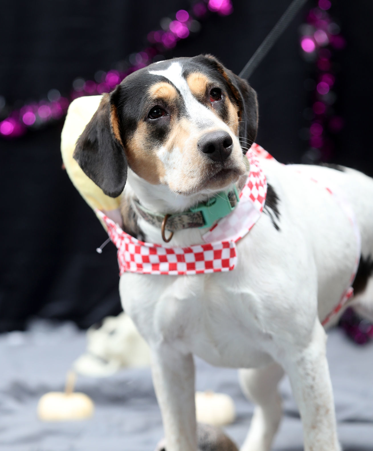 102119bp-dogs-of-halloween-13